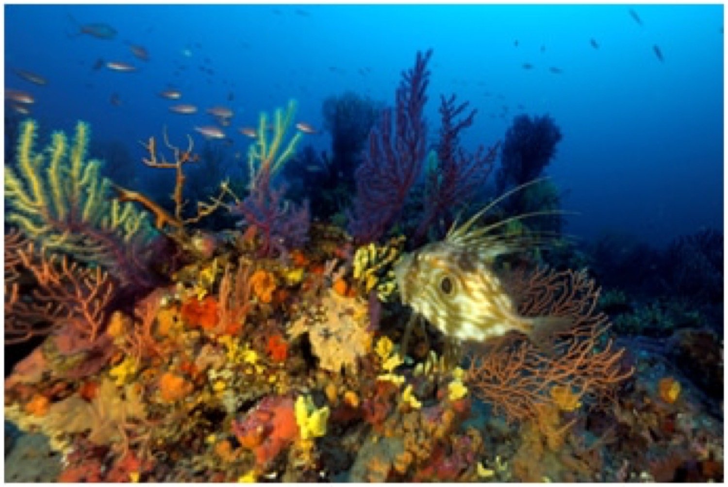 Fonds marins